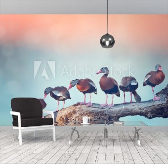 Picture of Black-bellied Whistling Ducks